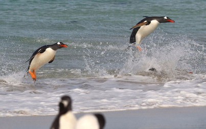 "Chết cười" với cảnh chim cánh cụt lướt sóng