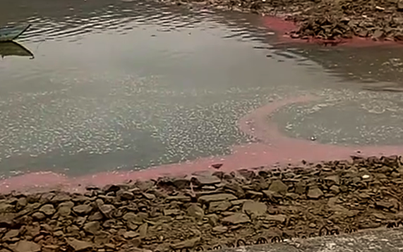 Xuất hiện dải nước đỏ dài khoảng 30 m ở vùng biển Hà Tĩnh