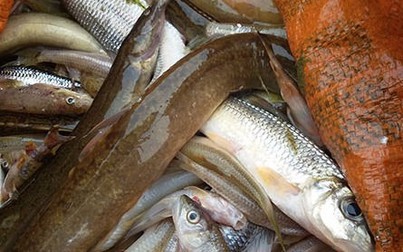 Cá chết hàng loạt trên sông Âm do nguồn nước ô nhiễm