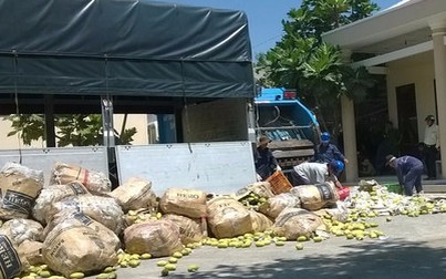 Tiêu hủy ngay 66 tấn xoài nhập lậu từ Campuchia