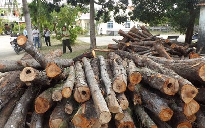 Hợp tác xã cho phá rừng phòng hộ lấy gỗ làm cống