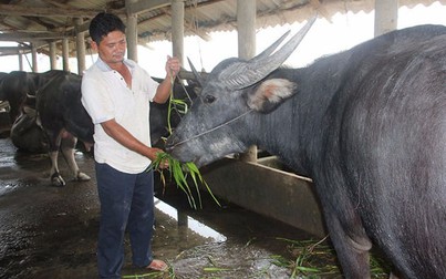 Nuôi trâu thành tỉ phú