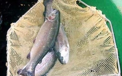 Lãi tiền tỷ nhờ nuôi cá hồi Sapa