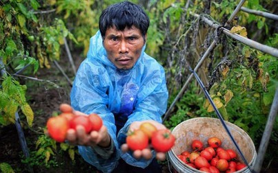 Cà chua tại vườn "rẻ như cho", ra chợ đắt gấp 10