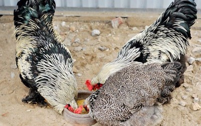 Độc đáo gà "khổng lồ năm ngón" giá 30 triệu ở Hà Nội