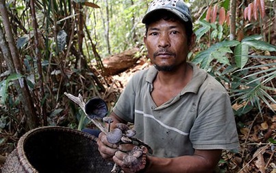 Băng rừng Khánh Lê nhổ nấm linh chi