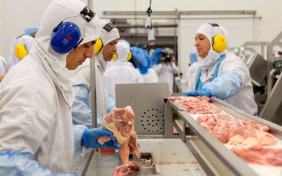 Thịt gà Brazil nhập về Việt Nam chỉ 1 USD mỗi kg