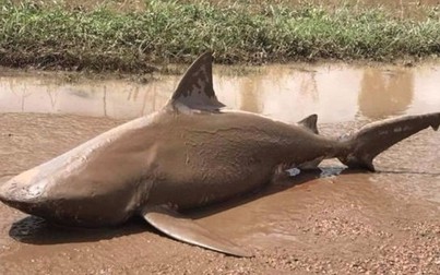 Cá mập ăn thịt người xuất hiện giữa phố Australia