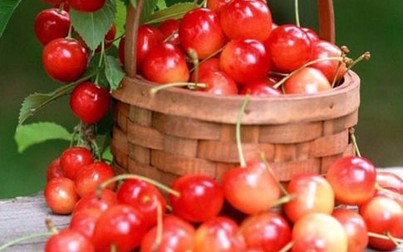 Năm loại quả màu đỏ giúp ích cho sức khỏe