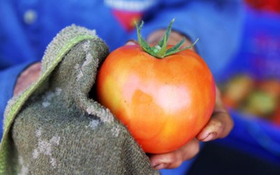 Vườn cà chua Nhật "trái khủng" của nông dân Bảo Lộc