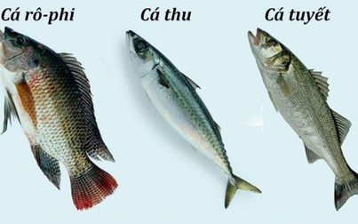 Tám loại cá lợi ít hại nhiều chỉ nên ăn hạn chế hoặc không ăn