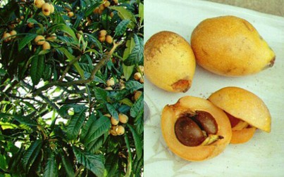 Trái cây ngoại siêu đắt tại Việt Nam là cây dại ở nước ngoài?