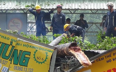 Nhánh cây cổ thụ đè sập hàng loạt ki-ốt giữa trung tâm Sài Gòn