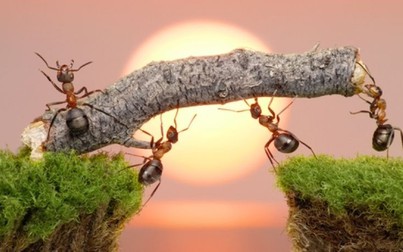 Sự chăm chỉ của con kiến và bài học quản trị