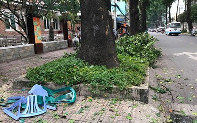 Nhánh cây xanh rơi đè bảo vệ trọng thương ở trung tâm Sài Gòn
