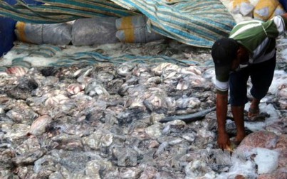 Cá nóc nhiều bất thường gây thiệt hại cho ngư dân