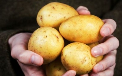 Bảo quản khoai tây trong tủ lạnh chẳng khác nào thêm độc vào người