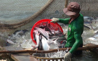 Thêm nguy cơ khiến cá tra Việt 'mắc cạn' tại Mỹ