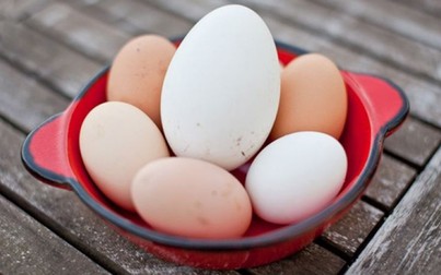Bà bầu ăn trứng gì để tốt nhất cho thai nhi trong bụng?