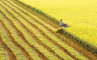 Trồng lúa không thể giàu, tại sao phải xuất khẩu gạo giá rẻ?