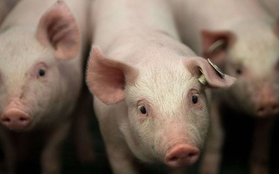 Chỉnh sửa gen ADN từ lợn cấy ghép tạng vào con người