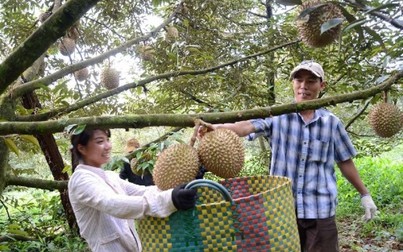 Giá nông sản ngày 3/10: Giá cà phê tươi đầu vụ cao nhất 9.000 đ/kg; người trồng sầu riêng lãi lớn