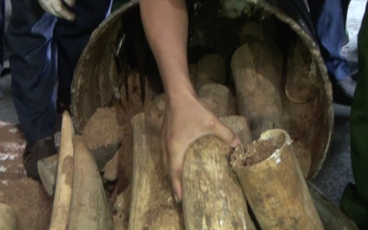 Khởi tố vụ buôn lậu hơn 1,3 tấn ngà voi trong thùng phuy nhựa đường