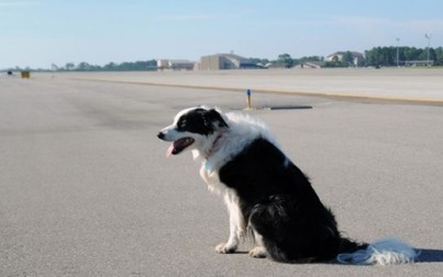 Hoãn chuyến bay vì chó chạy trên đường băng sân bay Cam Ranh