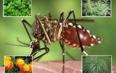 Cách chống muỗi không cần dùng hóa chất