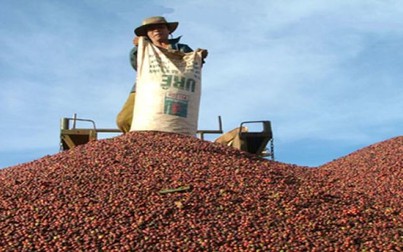 Giá cà phê hôm nay 16/11: Tăng liên tiếp bốn phiên, nông dân lãi gần 1 triệu đồng/tấn trong vòng một tuần
