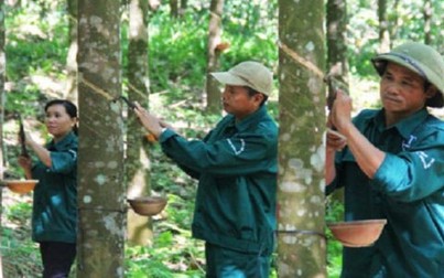 Sai phạm tại Tập đoàn Cao su: Hơn 8.300 tỉ đồng đã bốc hơi như thế nào?