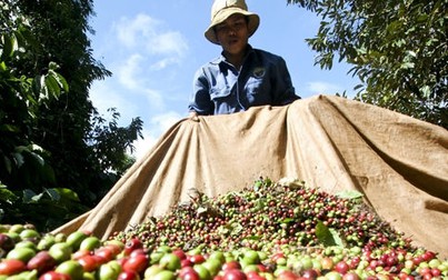 Giá cà phê hôm nay 26/1: Giảm 200.000 đồng/tấn