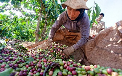 Giá cà phê hôm nay 3/2: Giảm nhẹ trong phiên cuối tuần