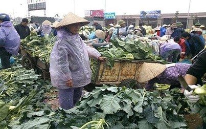 Nông dân vứt bỏ hàng tấn rau do giá giảm mạnh