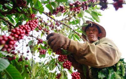 Giá cà phê hôm nay 8/2: Lại giảm 200.000 đồng/tấn