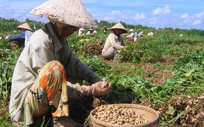 Nông dân trồng đậu phộng thu lợi trên 100 triệu đồng/ha nhờ giá cao