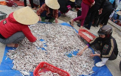 Sau Quảng Ngãi, nhiều ngư dân Ninh Thuận lãi gần 100 triệu đồng mỗi chuyến đi biển