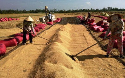 Giá lúa tăng, nông dân vui nhưng doanh nghiệp lo vì khó xuất khẩu gạo