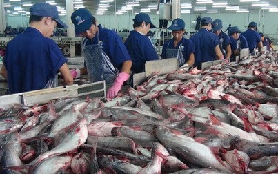 Doanh nghiệp tính phương án ngưng xuất khẩu cá tra vào Mỹ khi bị áp thuế 3,87 USD/kg