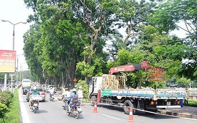 Di chuyển gần 200 cây xanh phục vụ thi công đường sắt Nhổn - Ga Hà Nội