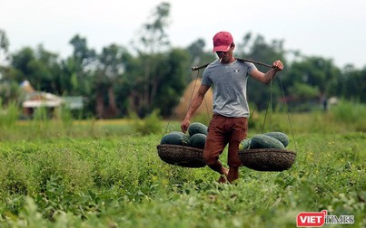 Quảng Nam: 'Hắc Mỹ Nhân' chín đầy đồng, người trồng dưa đứng ngồi không yên