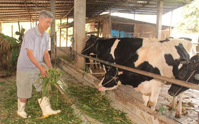 Nông dân nuôi bò sữa ở Bà Rịa-Vũng Tàu gặp bấp bênh về đầu ra