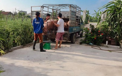 Giá heo tăng cao, rộ tin heo Trung Quốc xuất ngược vào Việt Nam