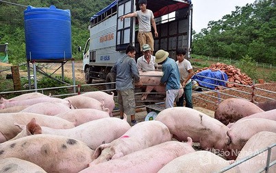 Giá heo hơi lên 50.000 đồng/kg, heo giống lên 100.000 đồng/kg