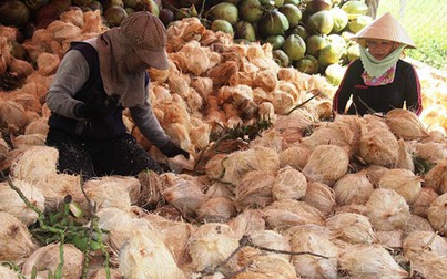 Giá dừa khô xuống thấp nhất trong 10 năm qua, chỉ còn 1.000 đồng/trái