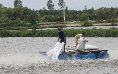 Nguồn cung dồi dào, giá cá tra giống ở Đồng bằng sông Cửu Long giảm mạnh