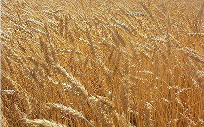 Nhật Bản lo ngại trang trại Canada để 'lọt' lúa mì biến đổi gen
