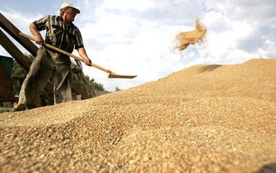 Giá xuất khẩu lúa mì của Nga giảm
