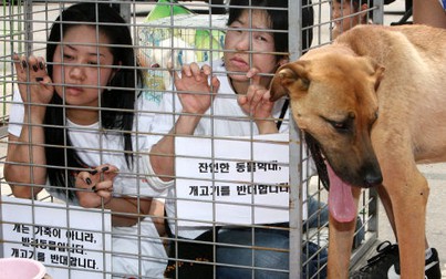 Một chủ trại chó ở Hàn Quốc bị phạt 3 triệu Won vì 'giết chó không có lý do chính đáng'