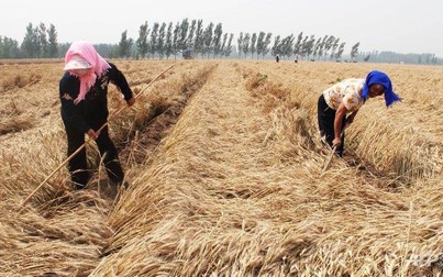 Mất mùa, Trung Quốc có thể nhập thêm 3 triệu tấn lúa mì trong năm 2018-2019